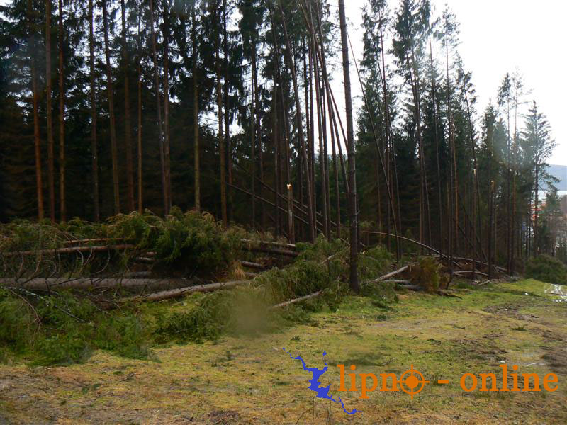 Po stranch koridoru, kterm vede Jezern sjezdovka, je mnoho padlch strom