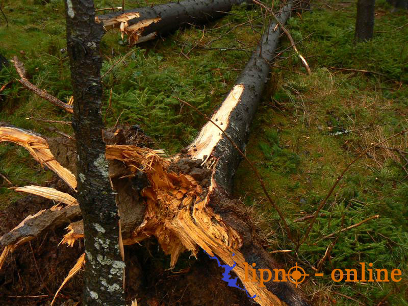 Jeden z mnoha vyvrcench strom podl Jezern sjezdovky v Arelu Kramoln