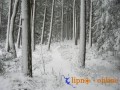 První opravdový příval sněhu<br /> přišel z 10. na 11. listopadu 2007 (Lipno nad Vltavou)