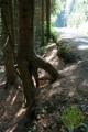 Chůdový kořen