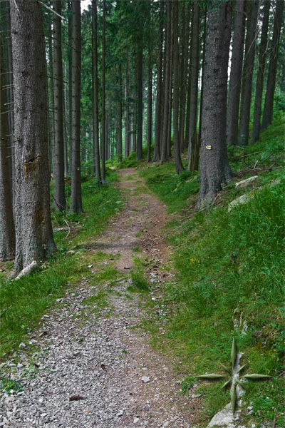 Tento sek Medvd stezky vede po lesn pin 