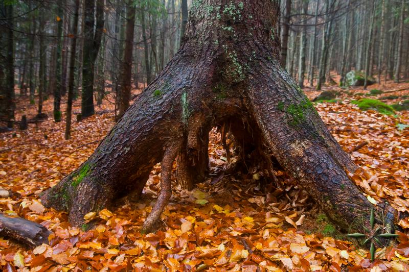 Chůdový kořen je možno nalézt nejen na Boubíně, <br>ale i v lesích pod Kunžvartem.
