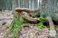 I v Bavorském lese mají chůdové kořeny 